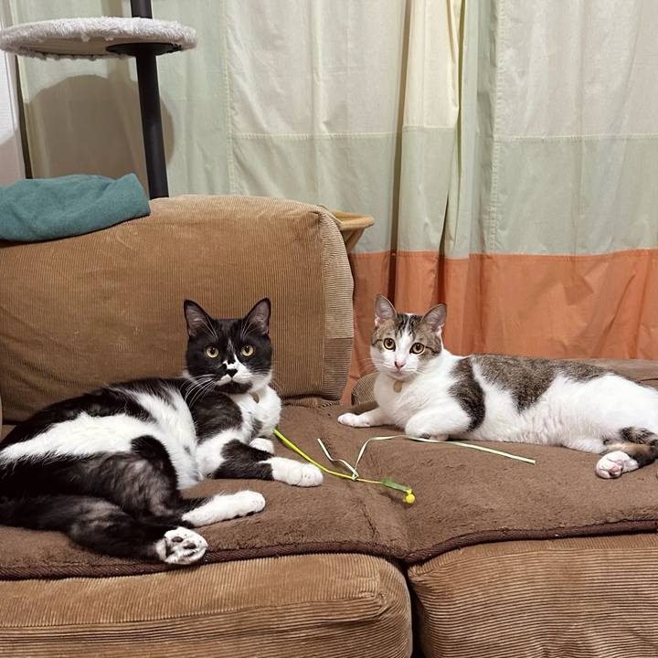 0554c5a3 34e0 4be8 b350 d4ace4de7562 1761038398198