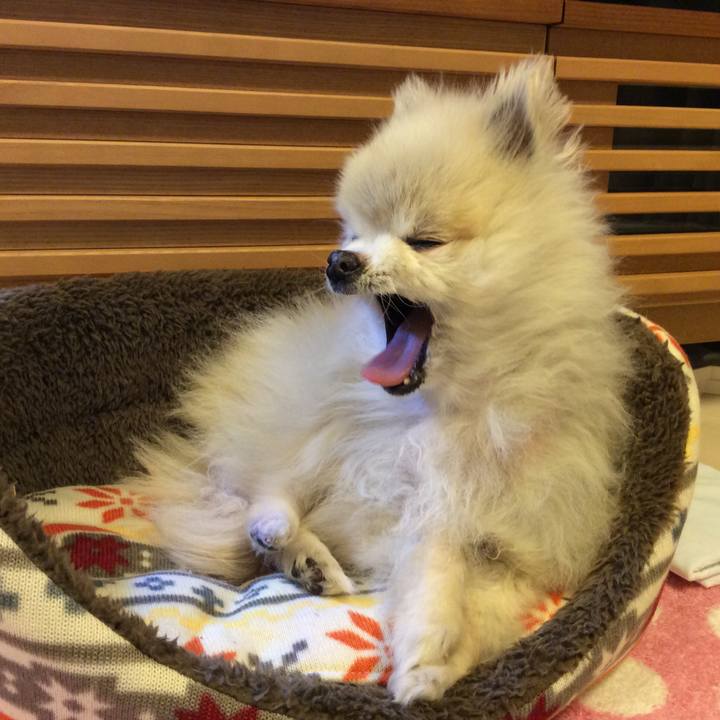 0559a699 223a 454d a3d6 cf2e0ae7400a 1525041808718