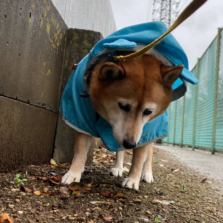 055a0f87 c4bb 4f51 895a f5f424990de0 1638934539530