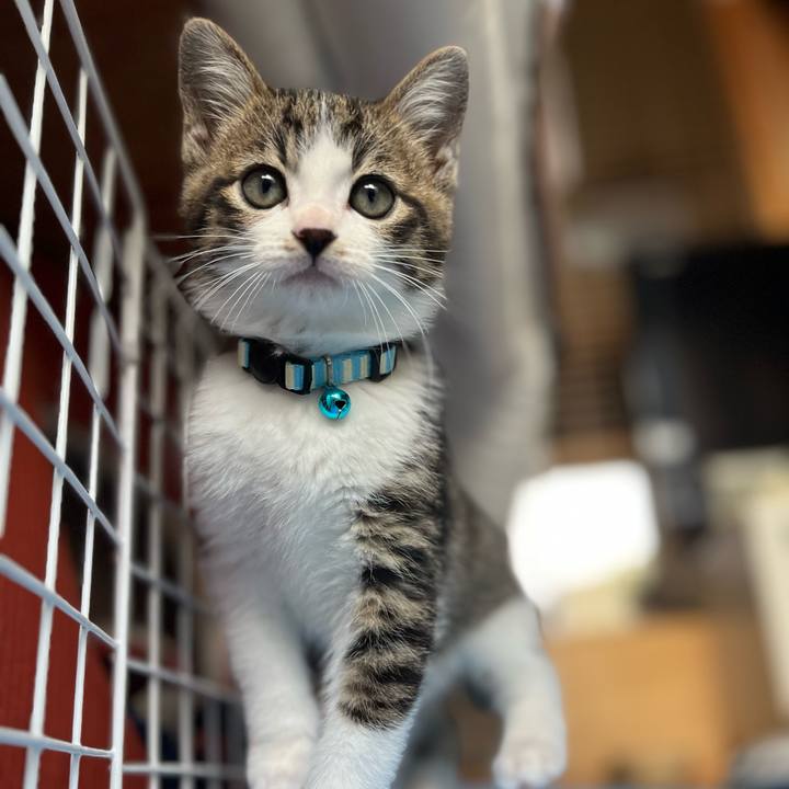 055b3560 7453 496a ad4a eb8d4d67ea14 1766625105172