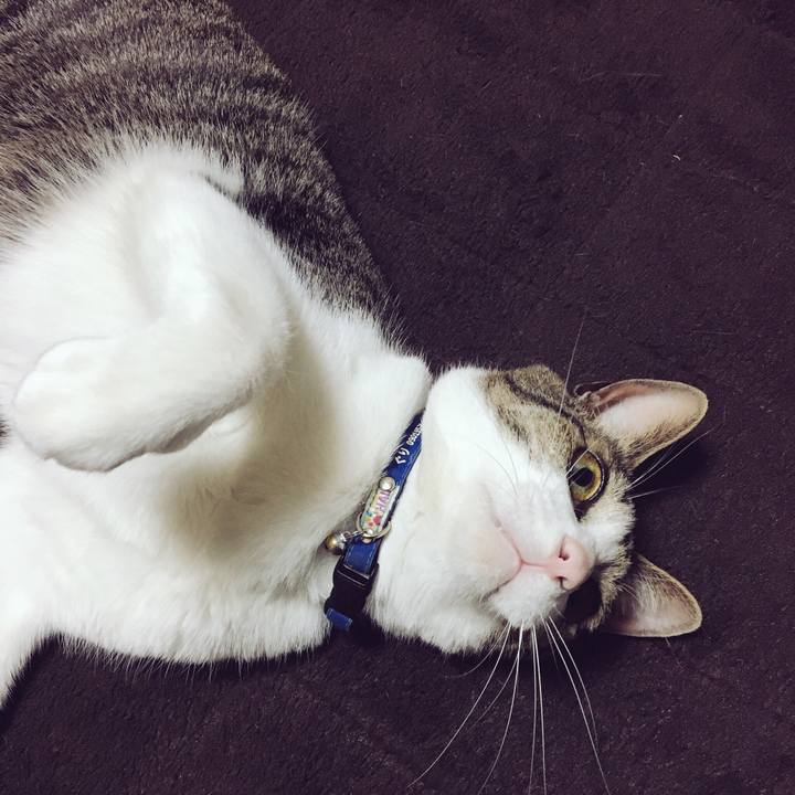 055b6e32 8711 4714 bc84 0f16eeb7cc15 1524182880417