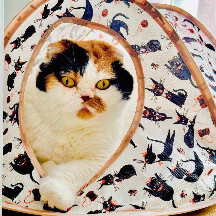 0561cc5a 2c81 41bb b3c4 90b6bfc1d208 1728865427658