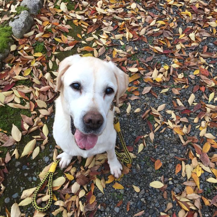 0564ba16 8f1b 460c 9cdc 03a1e9a11b41 1541578845636