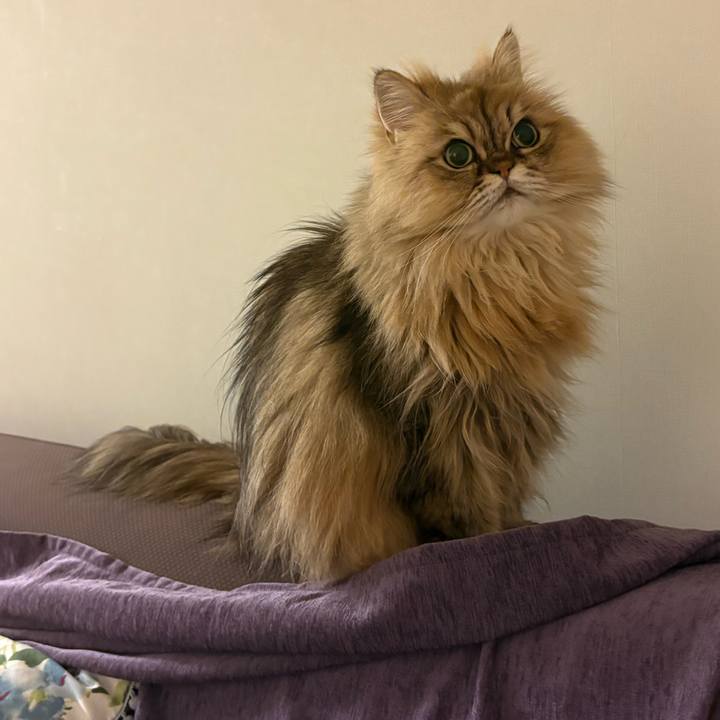 056a5094 a37b 4de5 9452 fda0baa9d5f4 1763217324792