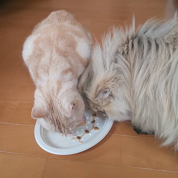 056d9bba d982 4f11 8360 469113d93a4b 1582954533087