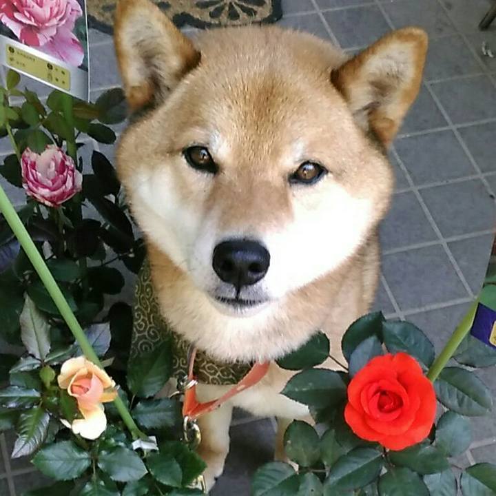 05763383 c4c5 43bb a87b f3a5e17d0621 1527808342519