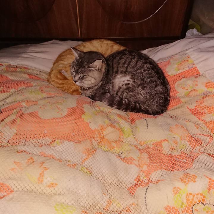 057b71bf 77cb 4041 93f4 c2ffce2013e8 1584113237403