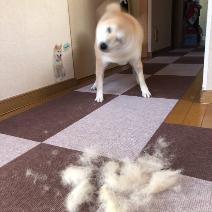 057f49d0 a4a2 4226 b4c0 fbfa8f90ff1c 1549342246260