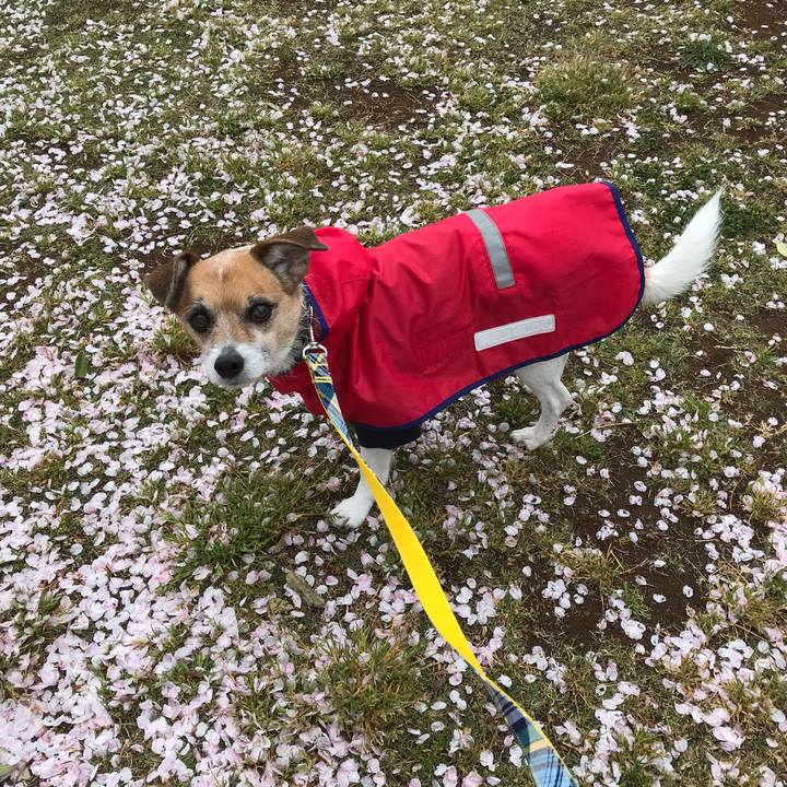 0583279f f959 4497 bc6c e203732fb2c2 1554686119816