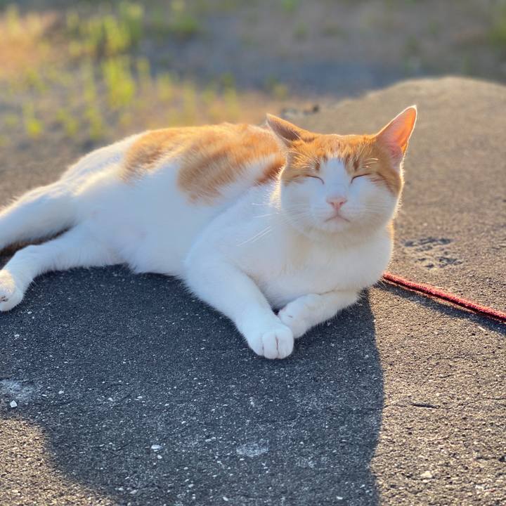 058928ce d29b 4e6c 9c65 7800b4705d3e 1591532962861