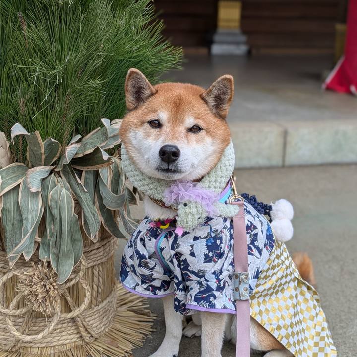 058ad313 ed65 49a2 9b96 1d9393ed818f 1736162856335