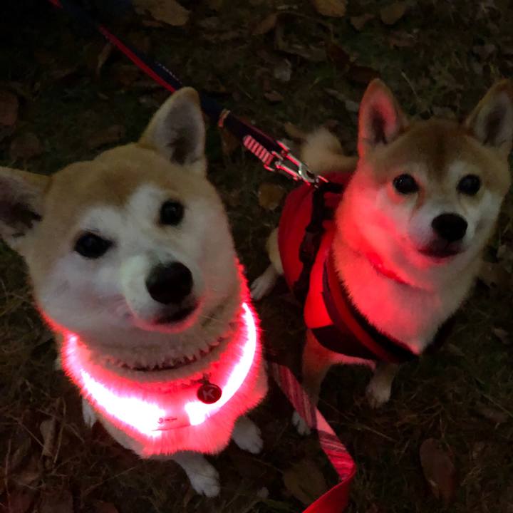 058ec264 f593 401b aa54 0071e356e934 1542882535162