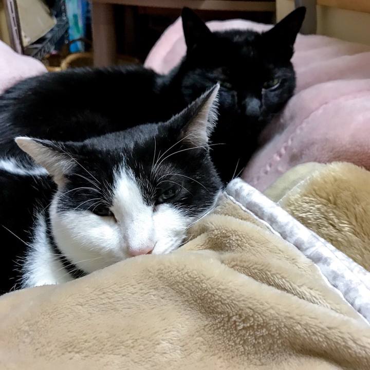 059a9bb6 e718 4441 befa a52943be68c1 1511494342760