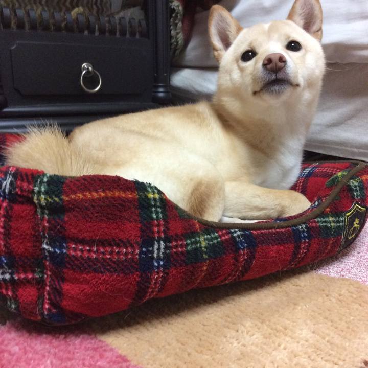 059aa7c4 7bfa 4fc6 8afc a3ae3e49be4f 1512562775553