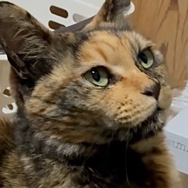 059f9591 1caa 42b4 b99d 0f46d267d183 1744059875220