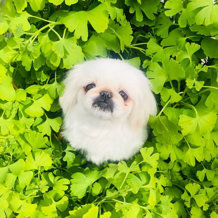 05a70eca 518d 4daa a408 46016ba3976c 1619830511058