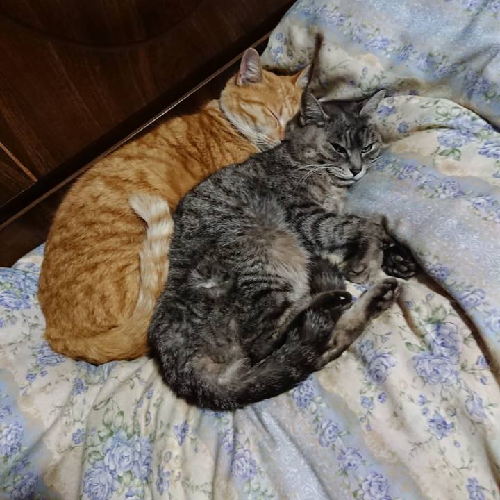 05a723e7 fb7e 4a4d 8898 9b765f2d6251 1583153093624