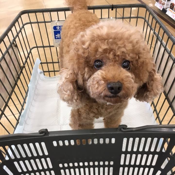 05a8a51a ca08 49f2 b42c 1b8defba641b 1572610338320