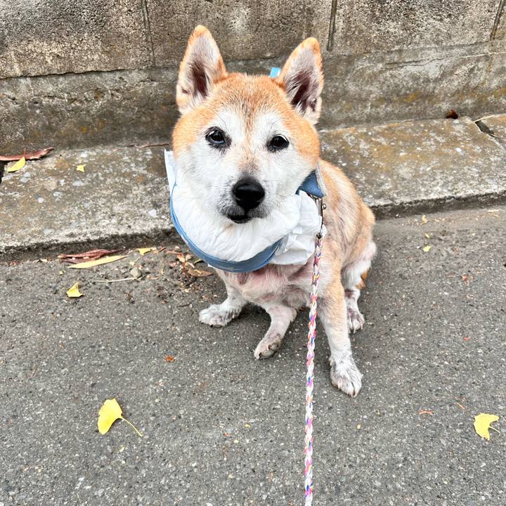 05aac56b 337a 453f b321 3631e1f88cc4 1763866297131