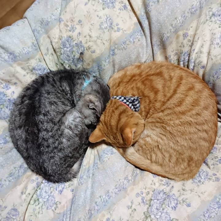 05ae0574 a95e 4fff 9617 7c339e98e8ab 1573388214253