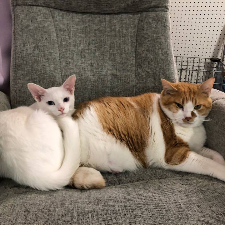 05b53d6a c70b 4cc6 af66 7a4b98b2a12f 1543880159886