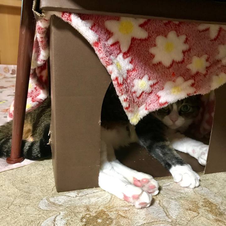 05b5594c 5ea4 4e87 a8f8 7df137766de0 1548323752155