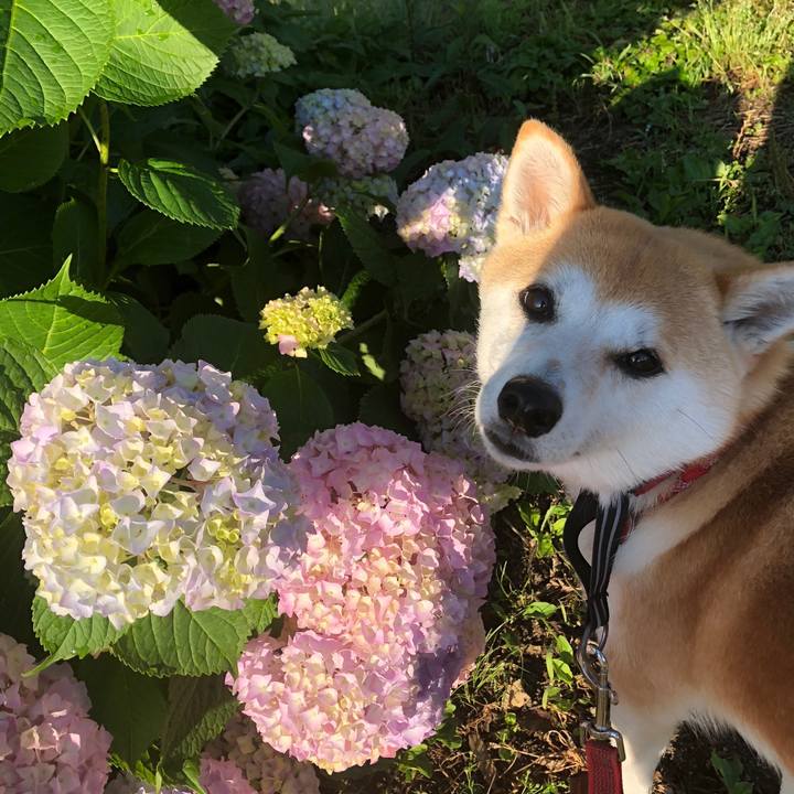 05b58661 60b5 4863 aa21 36bd261102e0 1527114349473