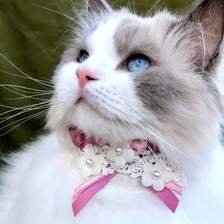 05bf4e3c e196 4e43 b9e6 b9cf2ae10557 1598820935115