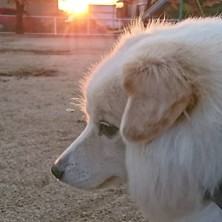 05bf53b7 37b7 473a abe2 582a340277a2 1510003757097