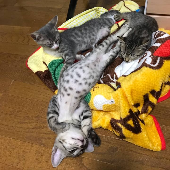 05c0b91d 0d91 43f8 a4a3 220a179fabd0 1562579438241