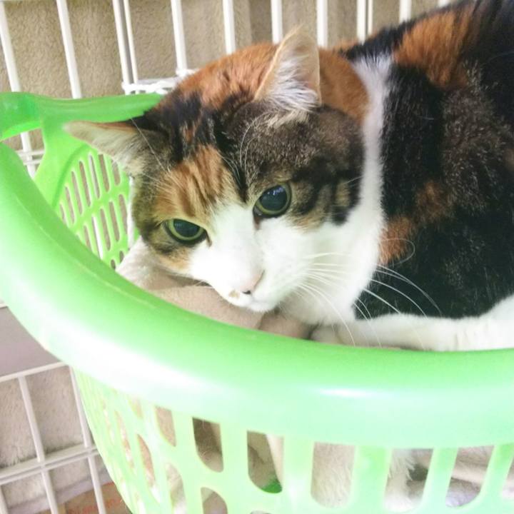 05c2cc58 e614 4320 917d be43bfecd435 1545439858946