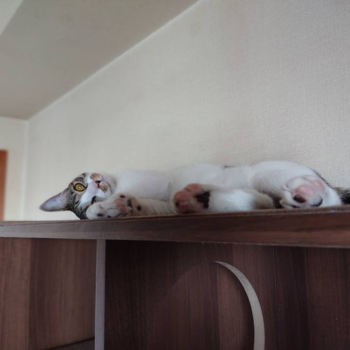 05c639b0 672d 4178 95b0 abc2c8000051 1559613593115