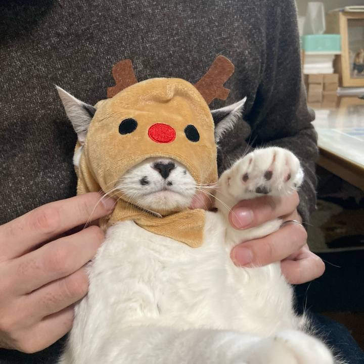 05c8aa7f c102 4336 8653 b14c41630809 1766062858176