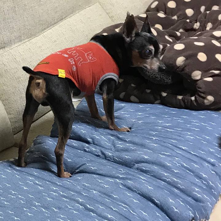 05c95270 8335 4cf0 a0f9 e37b6cf63bd5 1513089001022