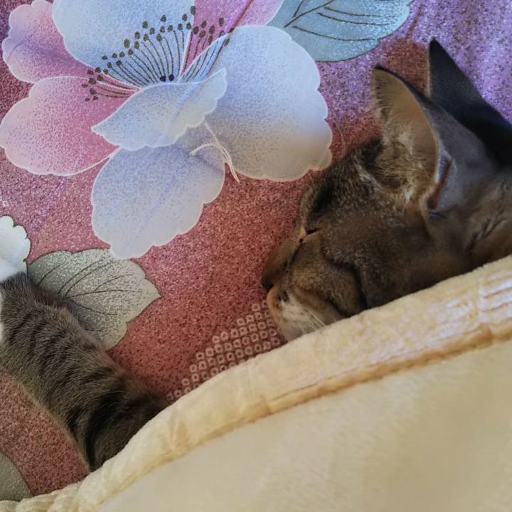 05cd8f0c fee9 4407 9c6a 96d430ebad25 1636587922330