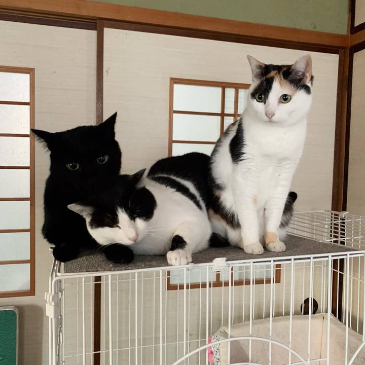 05ced738 9b0b 4e4a 885e 31d8acd8c6e8 1548294214747