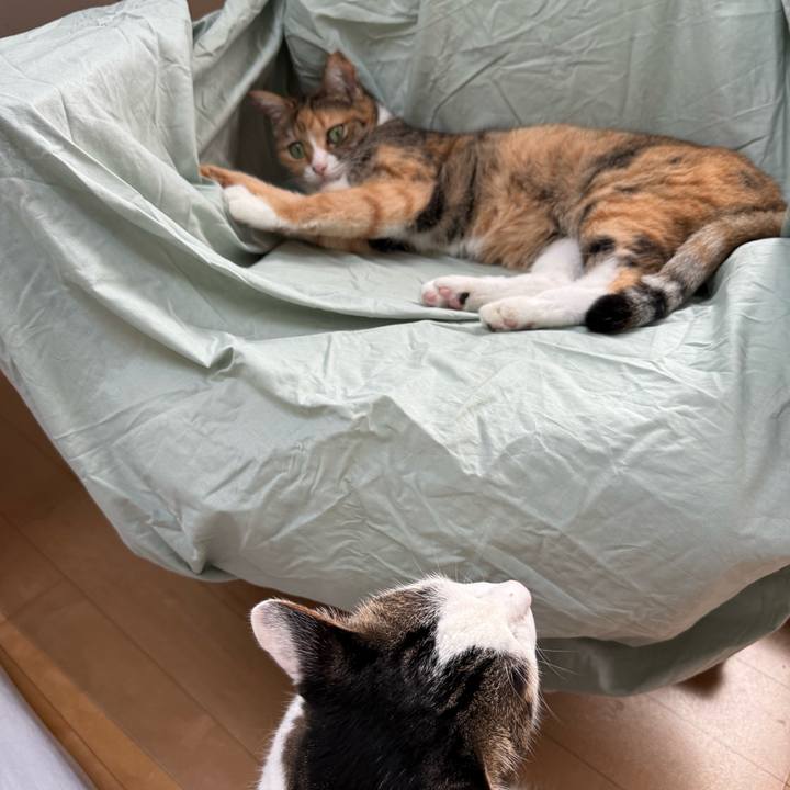 05cf7c81 e692 4756 8ab6 a74b4f06b961 1757995172133