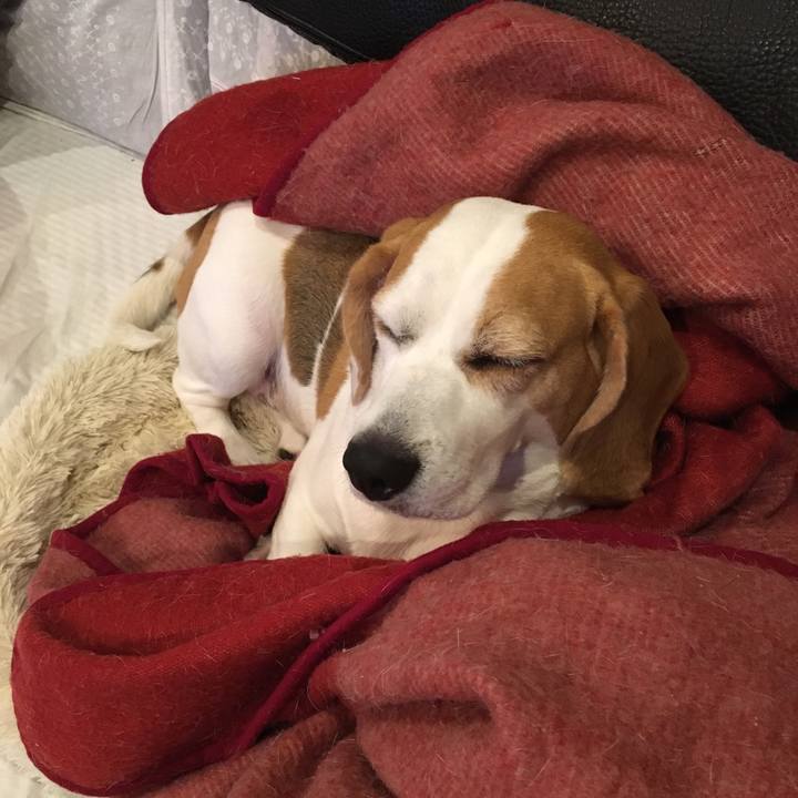 05cfa443 3b0d 4217 a3a1 6c59433d4bdb 1508939897480