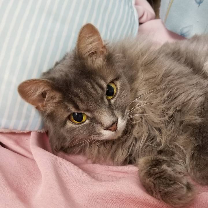 05cfdfc7 4410 4bb8 891d f38f50989ad1 1596543464079