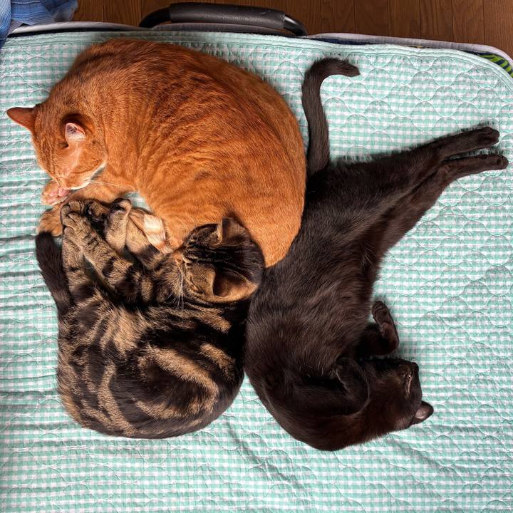 05d6a50c a411 49a8 a5ac 1aa15bdb6cba 1746230660582