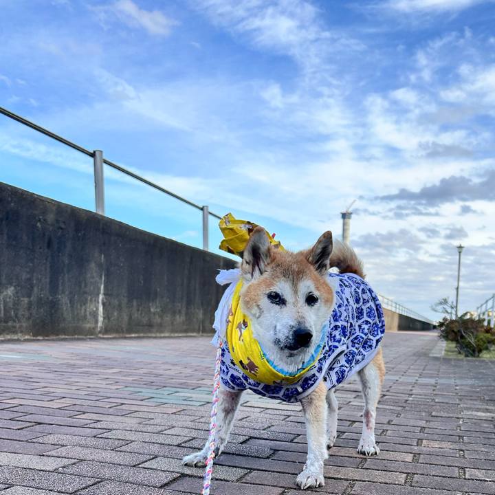 05dabf99 8e9f 44b3 b3cf 2bdd85e14212 1765342421491