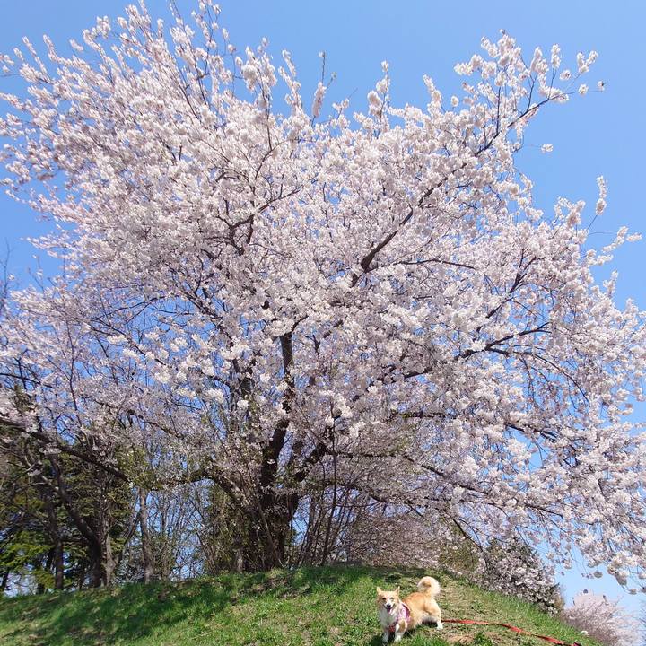 05de40ef b7a9 4e35 ac59 a82f9ab5a340 1777195347726