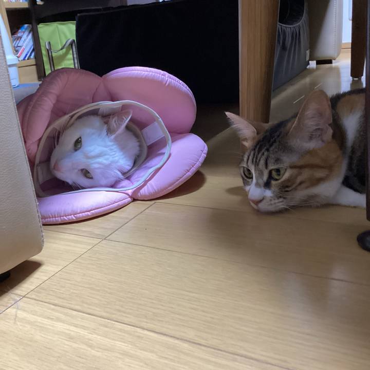 05e47c9a 5b77 4605 beca 53ae5a808453 1683887266769