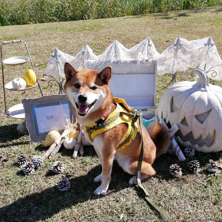 05e72ba1 f334 480f b7ee 4cf737256871 1603615714447