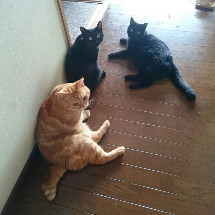 05ed68f8 bdc3 4782 9bd2 0c761d811260 1531870230751