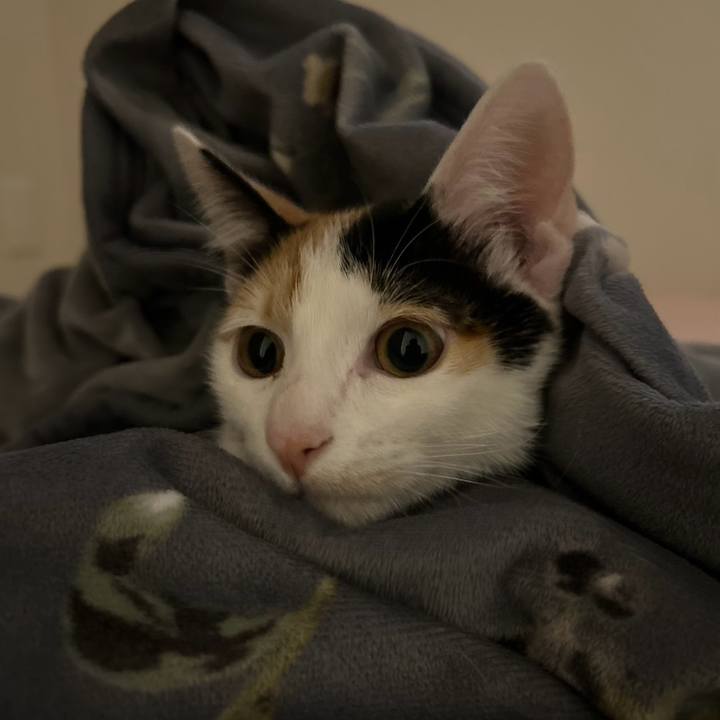 05ee327e 048c 47e9 99fc 478767695803 1759661231714