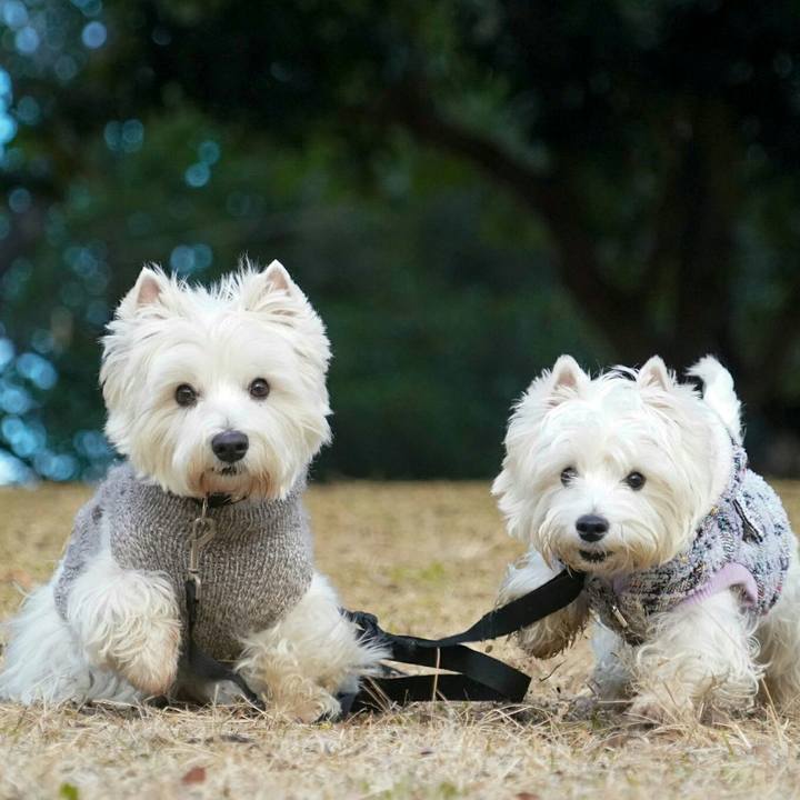 05eeba38 97d4 4fbe 8a71 15e4774906c2 1513866944917