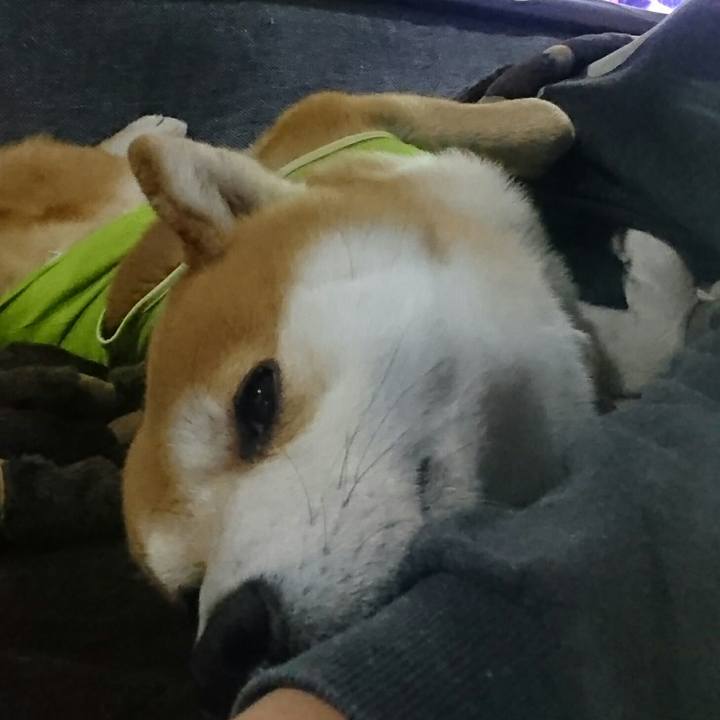 05f0faea 15c9 44c4 a84d 4cd2e7fb058d 1513170602326