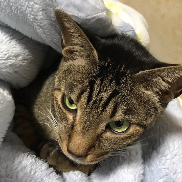 05f258bb d49e 4414 b4c0 27fb567159c4 1512524482008