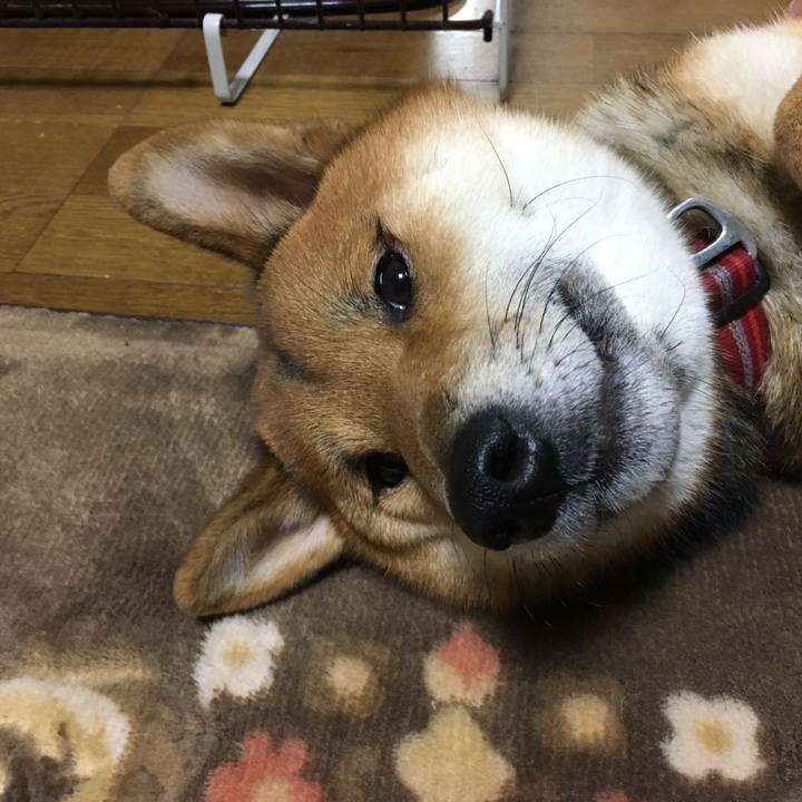 05f3884d 0fb9 4773 9413 b9265de1535e 1545526186129